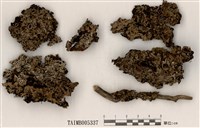 藏品(成長梅衣)的圖片